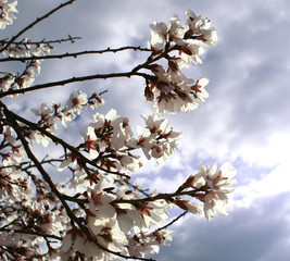 Almond tree flowers with blue sky with clouds background 