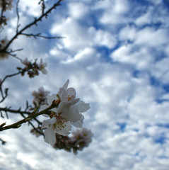 Almond tree flowers with blue sky with clouds background 