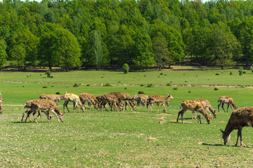 A unique period of molting deer. The deer loses its hair. It starts with the head, then goes over to the neck, legs, back and, finally, to the sides and belly. Scary ugly fur with bald patches