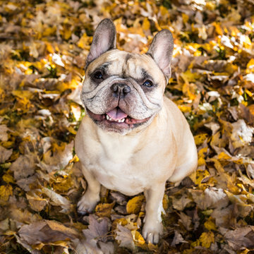 Portrait of Fawn French Bulldog Sitting on Autumn Leaves.