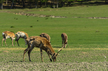A unique period of molting deer. The deer loses its hair. It starts with the head, then goes over to the neck, legs, back and, finally, to the sides and belly. Scary ugly fur with bald patches