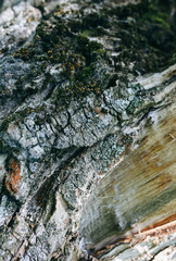 Real tree old wooden texture. Wood background with green moss and mold. Natural forest rustic photo. Vertical ecological pine bark.