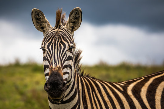 A portrait of a zebra in the Ngogongoro Crater in Tanzania, with a storm approaching.