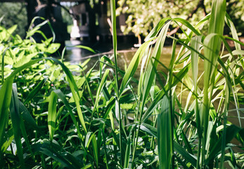Obraz premium The roots and branches of trees with green grass over the water in the forest. Small natural river in the nature. Summer sunny day. Freedom travel creative photo.
