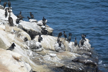 Naklejka premium Foki w La Jolla Shores w Kalifornii, które dzielą skały z grupą kormoranów