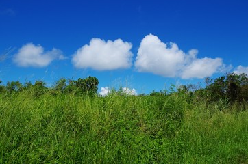 青空と草むら