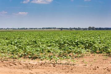 Fototapeta na wymiar Young sunflower plants in agricultural farm lands