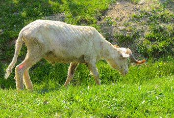 White-brown sheep. An animal with large swirling horns grazes against a background of green grass. Village.