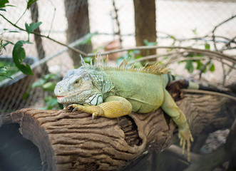 Green iguana on old branch