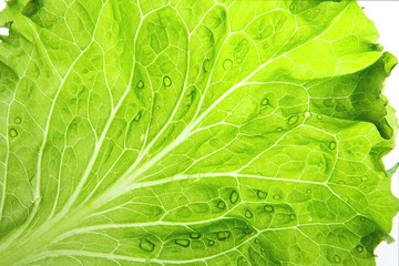 Lettuce leaf closeup. Natural green wallpaper. - obrazy, fototapety, plakaty