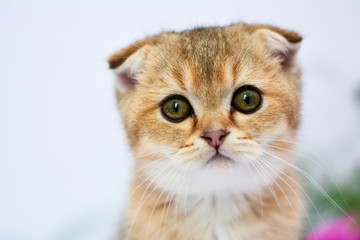 Fototapeta na wymiar scottish kitten british cat munchkin