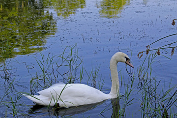 Символ любви и верности