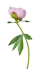 Obraz premium Peony
