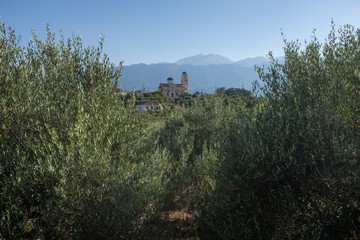 Fototapeta na wymiar Vamous olive trees Olivenbäume
