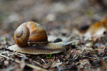 Old snail in forest. Snail is symbol of leisure and slow motion.