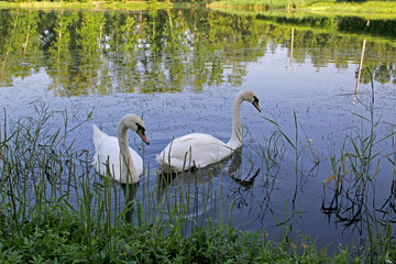 Лебединая верность. с Ивановка Амурской области