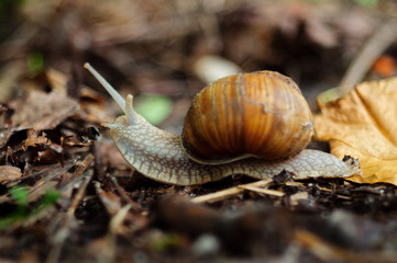 Snail in forest, close-up view. Snail is a symbol of leisure and slow motion.