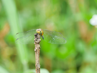 The dragonfly standing in the branch