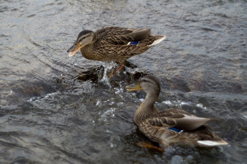 Three wild ducks on the river are fighting for a piece of bread