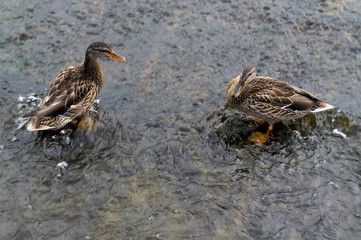 Two beautiful wild ducks fight for a piece of bread.