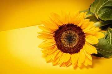 beautiful colorful sunflower flower on a yellow background