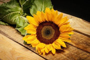 beautiful yellow flower of sunflower on an old wooden table on a black background