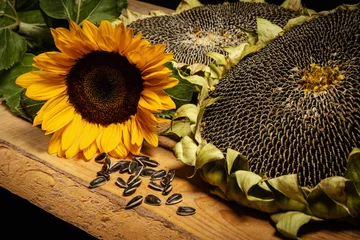 Rolgordijnen grote en heerlijke zonnebloem op een oude houten tafel op een zwarte achtergrond © superelaks