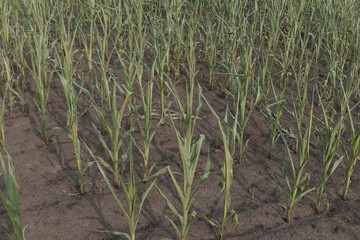 Growing corn. Maize is dying because lack of water.
