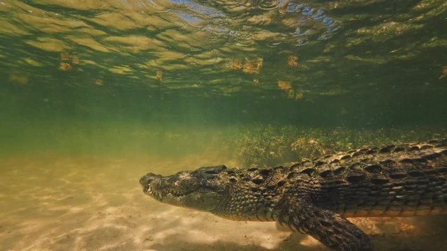 Extreme 4k UHD closeup shot of an american saltwater crocodile in ocean water, waiting for a prey underwater, wildlife nature at shallow depth, a predator in ocean