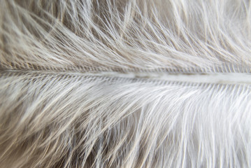 Сhicken white feather macro background
