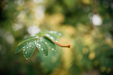 Close-up of fresh green leaves with water drops after rain