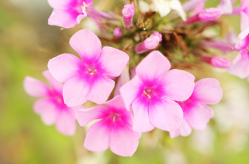 Romantic view on pink blossoms of phlox. Bokeh background. 