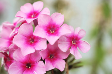 Blossoms of phlox from close-up. Bokeh background. 