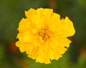 Yellow african marigold is blooming. Aztec marigold. Bokeh background. 