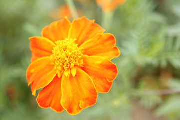 Blooming orange african marigold with bokeh background. Aztec marigold. 