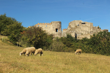 Obraz premium Ruins of Devin castle in Slovakia and grazing sheep in front of them