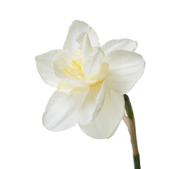 Delicate daffodil daffodil isolated on white background.
