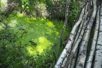 Green quagmire of swamp in a forest with wooden bridge from logs
