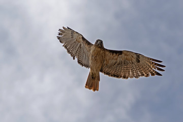 Bird hawk flying high above California