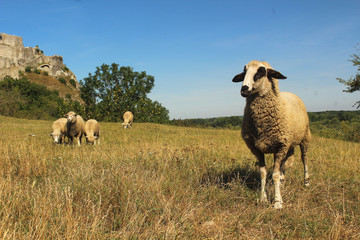 Sheep at a pasture, one standing in front of others, watching