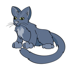 Blue Kitten