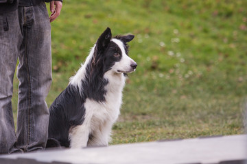 Portrait of border collie dog living in Belgium