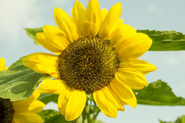 sunflower in the summer in the village