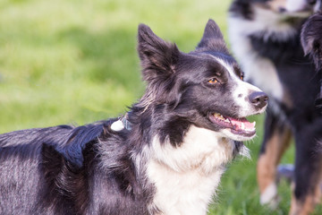 Portrait of border collie dog living in Belgium
