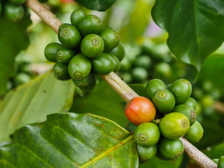 The coffee fruit in the garden