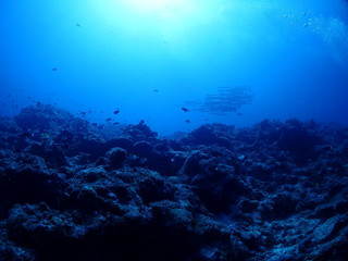 水中写真