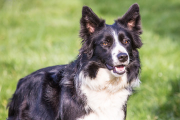 Portrait of border collie dog living in Belgium