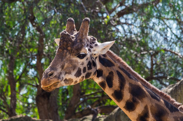 Portrait image of a Rothschilds giraffe, an endangered subspecies.
