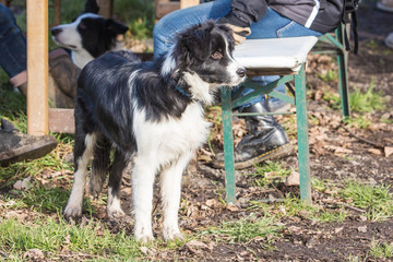 Portrait of border collie dog living in Belgium