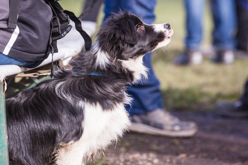 Portrait of border collie dog living in Belgium